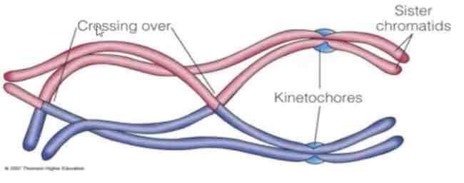 <p>Synapsis and crossing over occurs</p><p>Areas of homologous chromosomes connect in areas called <strong>chiasmata</strong>.</p><p></p>