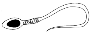 <p>Indicate the location of the mitochondria on this diagram of the human sperm cell</p>