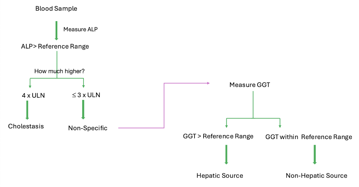 <p>elevated alkaline phosphatase (ALP) (remember not specific to liver)</p><p>elevated gamma-glutamyl transpeptidase (GGT) (not very specific to liver)</p><p>concurrent rise in both indicates underlying hepatobiliary disease</p>