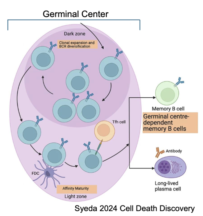<ul><li><p><span><strong><span>Dark zone</span></strong><span>: </span><strong><span>Centroblasts</span></strong><span> undergo massive proliferation and upregulate AID</span></span><br><span><span>→ </span><strong><span>somatic hypermutation</span></strong></span></p></li><li><p><span><strong><span>Light zone: Centrocytes </span></strong><span>proliferate less and interact with T</span><sub><span>FH</span></sub><span> →</span></span></p><ul><li><p><span><strong><span>affinity maturation</span></strong><span> – compete for antigen on FDCs → selection</span></span></p></li><li><p><span><strong><span>class switching</span></strong><span> (regulated by cytokines and other signals)</span></span></p></li><li><p><span><span>Memory vs. plasma cell differentiation</span></span></p><ul><li><p><span><span>depends on interactions with T</span><sub><span>FH </span></sub><span>cells</span></span></p></li><li><p><span><span>plasma cells develop later but at higher frequency</span></span></p></li></ul></li></ul></li></ul><p></p>