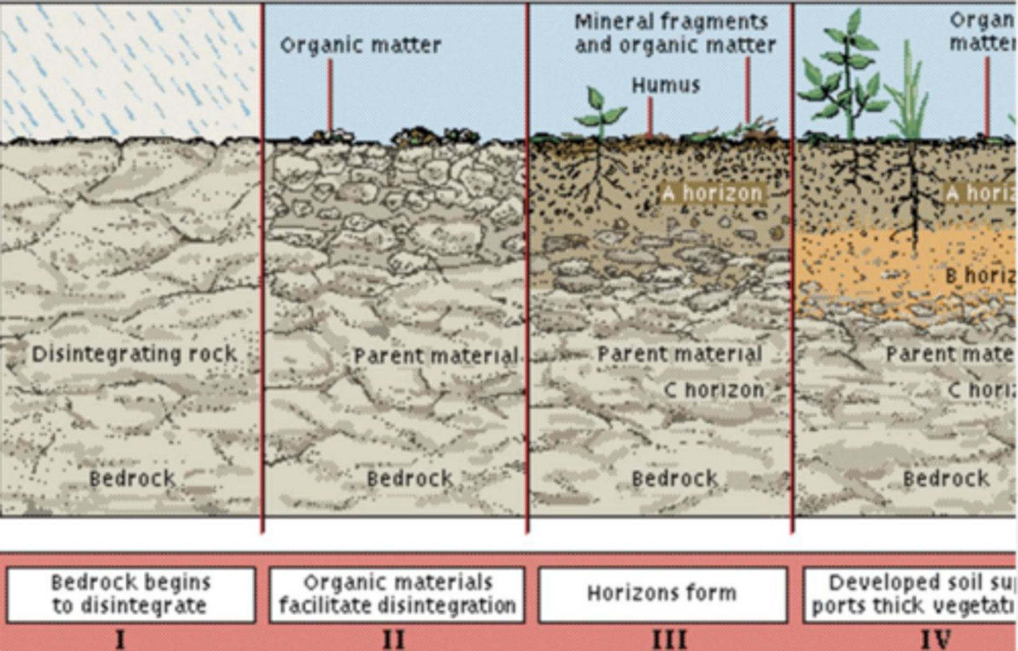 <p>C horizon decreases as weathered away, organic matter increases, B horizon increases as C decreases</p>