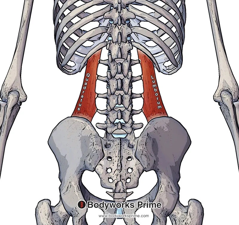 Origin: 12th rib, transverse processes

Insertion: iliac crest

Action: Bilateral - extends spine; unilateral - ipsilateral lateral flexion of trunk