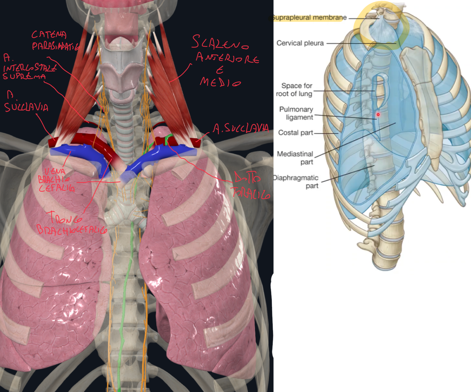 <p>RAPPORTI DELL’APICE DEL POLMONE:</p><ul><li><p>Medialmente:</p><ul><li><p>Polmone Destro → vena brachiocefalica destra, tronco brachiocefalico</p></li><li><p>Polmone Sinistro → vena brachiocefalica sinistra, arteria succlavia sinistra</p></li></ul></li><li><p>Lateralmente:</p><ul><li><p>Muscolo scaleno medio</p></li></ul></li><li><p>Posteriormente:</p><ul><li><p>Catena del simpatico ai lati della colonna vertebrale<br>In particolare il ganglio cervicale inferiore che con il primo ganglio toracico forma il ganglio cervico-toracico (ganglio stellato)</p></li><li><p>Arteria Intercostale Suprema</p></li></ul></li><li><p>Anteriormente:</p><ul><li><p>Arteria Succlavia e suoi rami</p></li><li><p>Vena Succlavia</p></li><li><p>Muscolo Scaleno Anteriore</p></li><li><p>A sinistra abbiamo anche il dotto toracico</p></li></ul></li><li><p>Superiormente:</p><ul><li><p>Ricoperto dalla membrana sovrapleurica, uno strato connettivo che si ritiene derivi dal tendine del muscolo scaleno minimo (muscolo accessorio, non sempre presente) </p></li></ul></li></ul><p></p>
