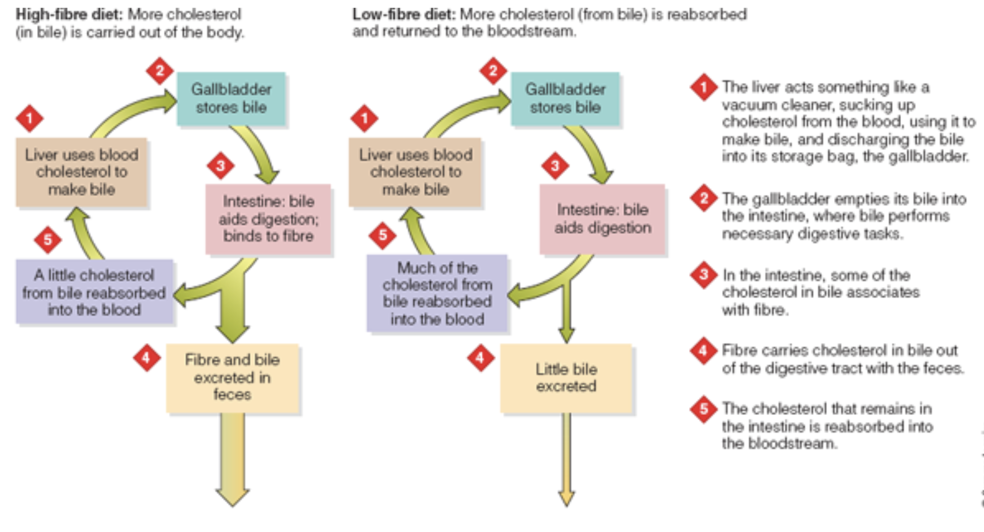 <p><span style="font-family: Wingdings">Ø</span><span style="font-family: Calibri; color: black">Diets rich in complex carbohydrates may protect against heart disease and stroke</span></p><p><span style="font-family: Arial">•</span><span style="font-family: Calibri; color: black">Generally are:</span></p><p><span style="font-family: Arial">•</span><strong><span style="font-family: Calibri; color: black">low in saturated fat,</span><em><span style="font-family: Calibri; color: black"> trans</span></em><span style="font-family: Calibri; color: black"> fat &amp; cholesterol, high in fibres, vegetable proteins &amp; phytochemicals</span></strong></p><p><strong><span style="font-family: Arial">•</span><span style="font-family: Calibri; color: black">Foods rich in viscous fibres lower blood cholesterol by binding with cholesterol-containing bile &amp; carrying it out with the feces</span>&nbsp;</strong></p><p><strong><span style="font-family: Arial">•</span><span style="font-family: Calibri; color: black">Bile is needed for digestion, so the liver responds to its loss by drawing on the body’s cholesterol to make more (Fig 4-5)</span></strong></p><p><strong><span style="font-family: Arial">•</span><span style="font-family: Calibri; color: black">Bacterial fermentation of fibre produces a small fatty acid produced travels to the liver where it may help reduce cholesterol synthesis</span></strong></p>