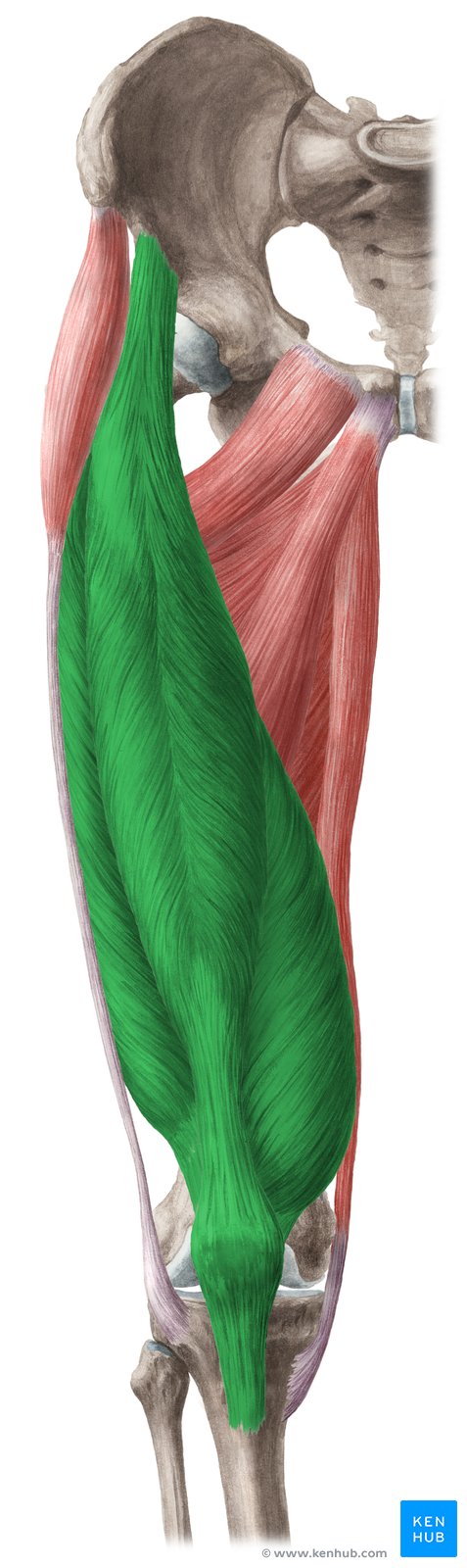 <p><span>flexes thigh + extends lower leg, “kicking muscle”</span></p><p><span>origin: os coxa</span></p><p><span>insertion: tibia </span></p>