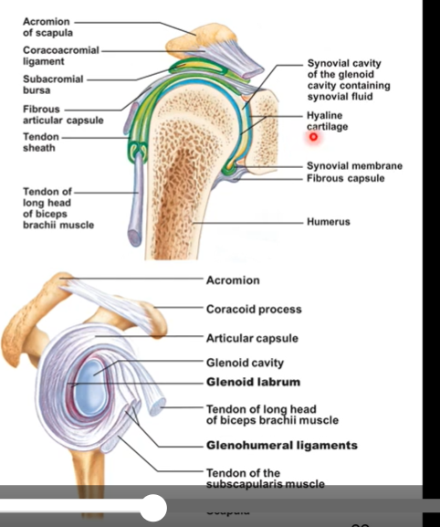 <p>glenoid fossa of scapula and head of humerus articulate together as its a ball and socket joint. ball would be head of humerus and socket is the glenoid fossa</p><p></p><p>Yes lots of movement/mobility here in all three planes of motion resulting in all 3 types of actions</p><p>Not designed for stability so lots of ligaments around to help reenforce. like the coracoacromial ligaments prevents any superior dislocation.</p><p></p><p>Glenoid labrum is a tissue surrounding the glenoid fossa that increases the glenoid fossa debt </p>