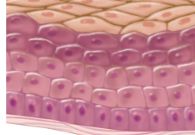 Epithelial