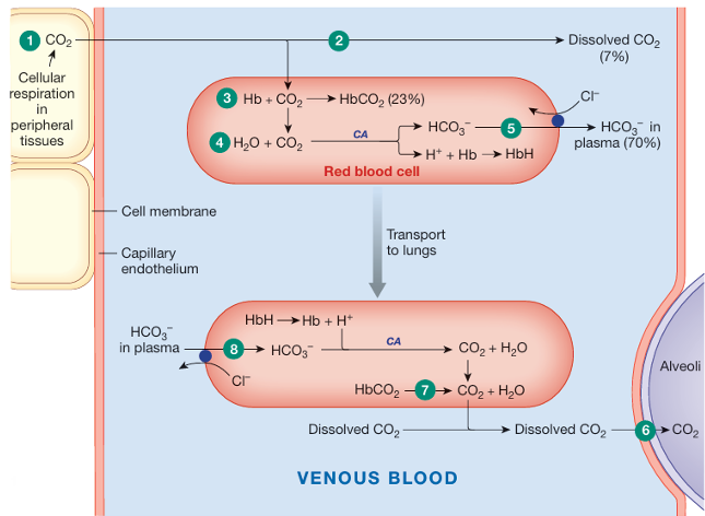 <ol><li><p>CO2 diffuses out of the cells into systemic capillaries</p></li><li><p>only 7% of the CO2 remains dissolved in the plasma</p></li><li><p>nearly a  fourth of the CO2 binds to hemoglobin, forming carbaminohemoglobin</p></li><li><p>70% of the CO2 load is converted to HCO3- and H+. hemoglobin buffers H+.</p></li><li><p>HCO3- enters the plasma in exchange for Cl-  —&gt; the chloride shift</p></li><li><p>at the lungs, dissolved CO2 difusses out of the plasma</p></li><li><p>by the law of mass action, CO2 unbinds from hemoglobin and diffuses out of the red blood cell</p></li><li><p>the carbonic acid reaction reverses, pulling HCO3 back into the red blood cell and converting it back to CO2</p></li></ol><p></p>