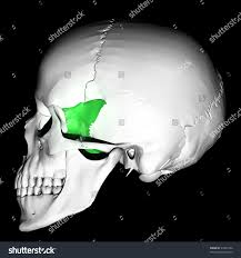 <p>bony marking?</p>