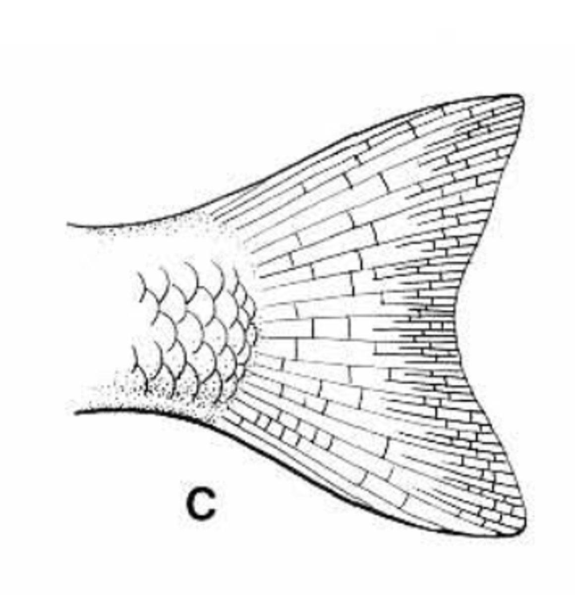 <p>slight inward curve</p><p>-Homocercal</p>