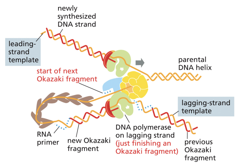 <ul><li><p>A different procedure for replication must be done for DNA replication on the lagging strand of DNA due to DNAs antiparallel structure</p></li><li><p><span style="background-color: transparent;"><span>DNA polymerase, helicase, and primase all join together in one big complex. The lagging strand must loop around it to go in the same physical direction as the parent strand</span></span></p></li><li><p><span style="background-color: transparent;"><span>The lagging strand can only be copied one loop at a time for it to be in the proper direction. Okazaki fragments are the length of one of these loops</span></span></p></li><li><p><span style="background-color: transparent;"><span>Once the Okazaki fragments have been synthesized, two things need to happen:</span></span></p></li></ul><ol><li><p><span style="background-color: transparent;"><span>Primase must be removed and replaced by DNA. Done by DNA polymerase I</span></span></p></li><li><p><span style="background-color: transparent;"><span>Okazaki fragments must be pasted together by ligase. Ligase forms phosphodiester bonds between fragments</span></span></p></li></ol><p></p>