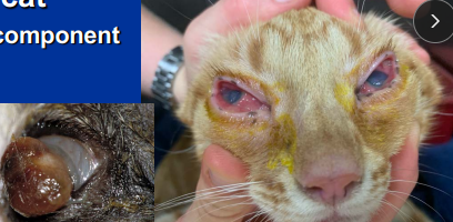 <p><span style="background-color: transparent;"><strong><span>Feline Herpesvirus</span></strong></span></p>