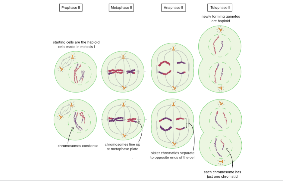 <p>Meiosis II phases</p>