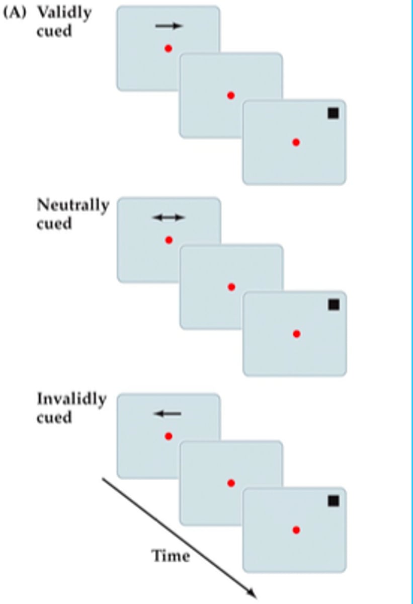 <p>you maintain focus on a central fixation, and cues occur telling you to pay attention to either side (sometimes valid and invalid)</p><p>and soemtimes no cue.</p>