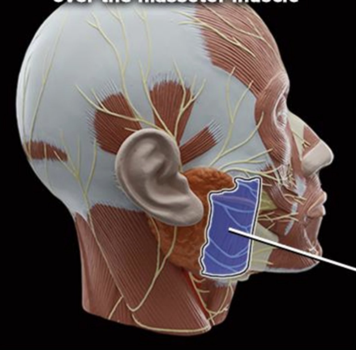 <p>action of masseter</p>