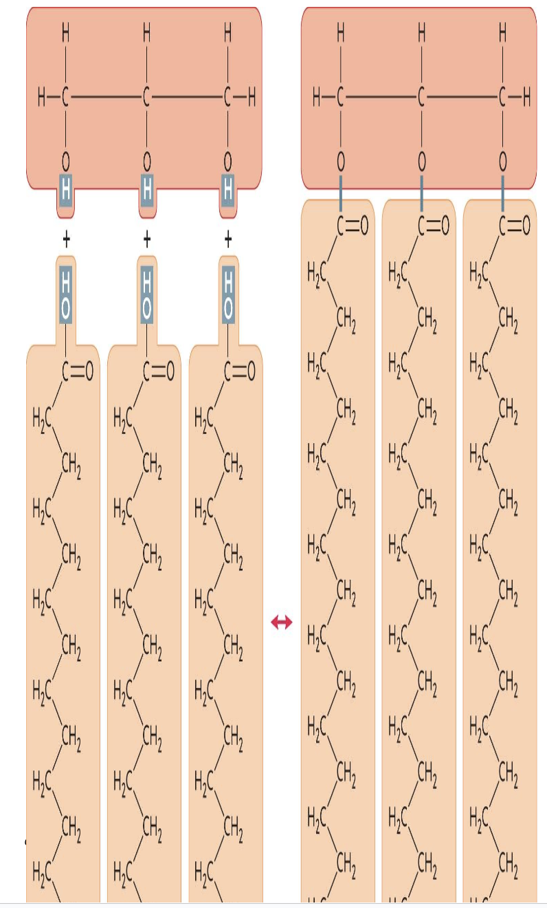 <p><span style="background-color: transparent; font-family: &quot;Times New Roman&quot;, serif;">The molecule in the accompanying figure is a(n) ____.</span></p><table style="min-width: 75px;"><colgroup><col style="min-width: 25px;"><col style="min-width: 25px;"><col style="min-width: 25px;"></colgroup><tbody><tr><td colspan="1" rowspan="1" style="vertical-align: top; overflow: hidden; overflow-wrap: break-word;"><p><span style="background-color: transparent;">&nbsp;</span></p></td><td colspan="1" rowspan="1" style="vertical-align: top; padding: 1.5pt 0pt; overflow: hidden; overflow-wrap: break-word;"><p><span style="background-color: transparent; font-family: &quot;Times New Roman&quot;, serif;">a.&nbsp;</span></p></td><td colspan="1" rowspan="1" style="vertical-align: top; padding: 1.5pt 20pt 1.5pt 0pt; overflow: hidden; overflow-wrap: break-word;"><p><span style="background-color: transparent; font-family: &quot;Times New Roman&quot;, serif;">​triglyceride</span></p></td></tr><tr><td colspan="1" rowspan="1" style="vertical-align: top; overflow: hidden; overflow-wrap: break-word;"><p><span style="background-color: transparent;">&nbsp;</span></p></td><td colspan="1" rowspan="1" style="vertical-align: top; padding: 1.5pt 0pt; overflow: hidden; overflow-wrap: break-word;"><p><span style="background-color: transparent; font-family: &quot;Times New Roman&quot;, serif;">b.&nbsp;</span></p></td><td colspan="1" rowspan="1" style="vertical-align: top; padding: 1.5pt 20pt 1.5pt 0pt; overflow: hidden; overflow-wrap: break-word;"><p><span style="background-color: transparent; font-family: &quot;Times New Roman&quot;, serif;">amino acid​</span></p></td></tr><tr><td colspan="1" rowspan="1" style="vertical-align: top; overflow: hidden; overflow-wrap: break-word;"><p><span style="background-color: transparent;">&nbsp;</span></p></td><td colspan="1" rowspan="1" style="vertical-align: top; padding: 1.5pt 0pt; overflow: hidden; overflow-wrap: break-word;"><p><span style="background-color: transparent; font-family: &quot;Times New Roman&quot;, serif;">c.&nbsp;</span></p></td><td colspan="1" rowspan="1" style="vertical-align: top; padding: 1.5pt 20pt 1.5pt 0pt; overflow: hidden; overflow-wrap: break-word;"><p><span style="background-color: transparent; font-family: &quot;Times New Roman&quot;, serif;">steroid​</span></p></td></tr><tr><td colspan="1" rowspan="1" style="vertical-align: top; overflow: hidden; overflow-wrap: break-word;"><p><span style="background-color: transparent;">&nbsp;</span></p></td><td colspan="1" rowspan="1" style="vertical-align: top; padding: 1.5pt 0pt; overflow: hidden; overflow-wrap: break-word;"><p><span style="background-color: transparent; font-family: &quot;Times New Roman&quot;, serif;">d.&nbsp;</span></p></td><td colspan="1" rowspan="1" style="vertical-align: top; padding: 1.5pt 20pt 1.5pt 0pt; overflow: hidden; overflow-wrap: break-word;"><p><span style="background-color: transparent; font-family: &quot;Times New Roman&quot;, serif;">polysaccharide​</span></p></td></tr><tr><td colspan="1" rowspan="1" style="vertical-align: top; overflow: hidden; overflow-wrap: break-word;"><p><span style="background-color: transparent;">&nbsp;</span></p></td><td colspan="1" rowspan="1" style="vertical-align: top; padding: 1.5pt 0pt; overflow: hidden; overflow-wrap: break-word;"><p><span style="background-color: transparent; font-family: &quot;Times New Roman&quot;, serif;">e.&nbsp;</span></p></td><td colspan="1" rowspan="1" style="vertical-align: top; padding: 1.5pt 20pt 1.5pt 0pt; overflow: hidden; overflow-wrap: break-word;"><p><span style="background-color: transparent; font-family: &quot;Times New Roman&quot;, serif;">phospholipid​</span></p></td></tr></tbody></table><p><br></p>