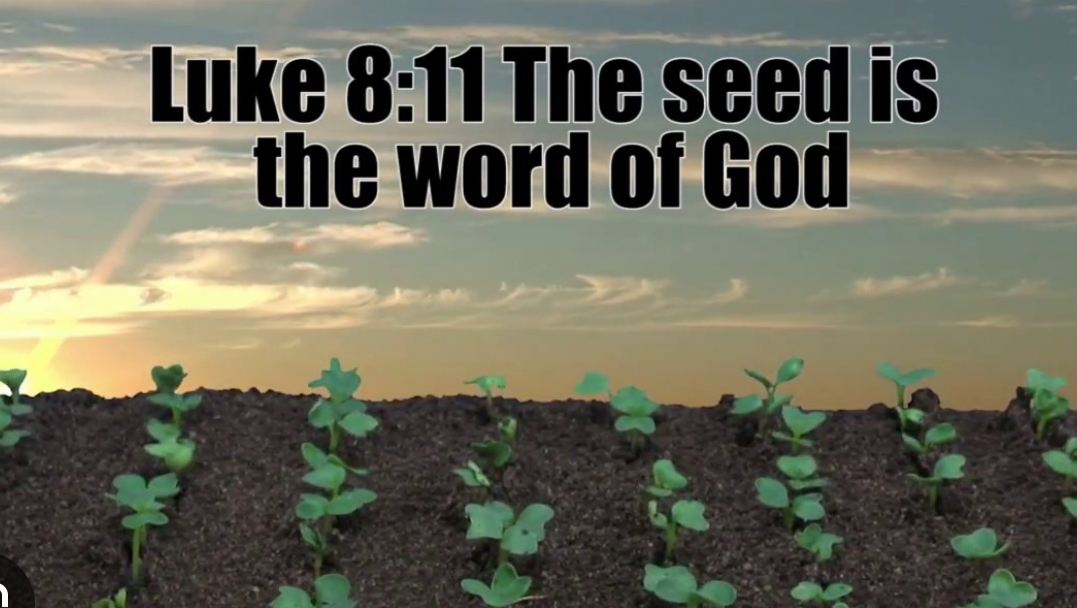 <p>God’s Seed</p>