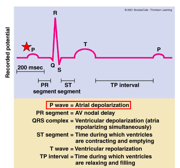 <p>p-wave: atria depolarizatoin which is the SA node-atria contract (SA -AV)</p><p>p-r: AV node delay which gives ventricles some time for blood to fill</p><p>QRS: ventricle depolarization (ventricle contraction)while atria repolarize : bundle of his and purkinje fibers</p><p>ST : ventricles contract and are emptying</p><p>T wave: ventricular repolarizton</p><p>TP interval: ventricles relax and refill with blood&nbsp;</p>