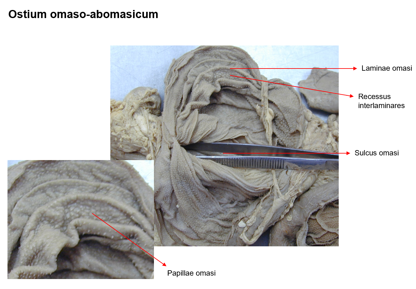 <p>Omasum - lies bw. ventral sac of rumen + right abdominal </p><ul><li><p>curvatura omasi + basis omasi is described, facies parietalis et visceralis. </p></li><li><p><strong>laminae omasi (1)</strong> (several omasal folds)</p></li><li><p><strong>papillae omasi (2)</strong></p></li></ul><p>Omasum communicates with abomasum by means of <strong>ostium omasoabomasicum,</strong> closed by <strong>vela abomasica.</strong></p><p></p>