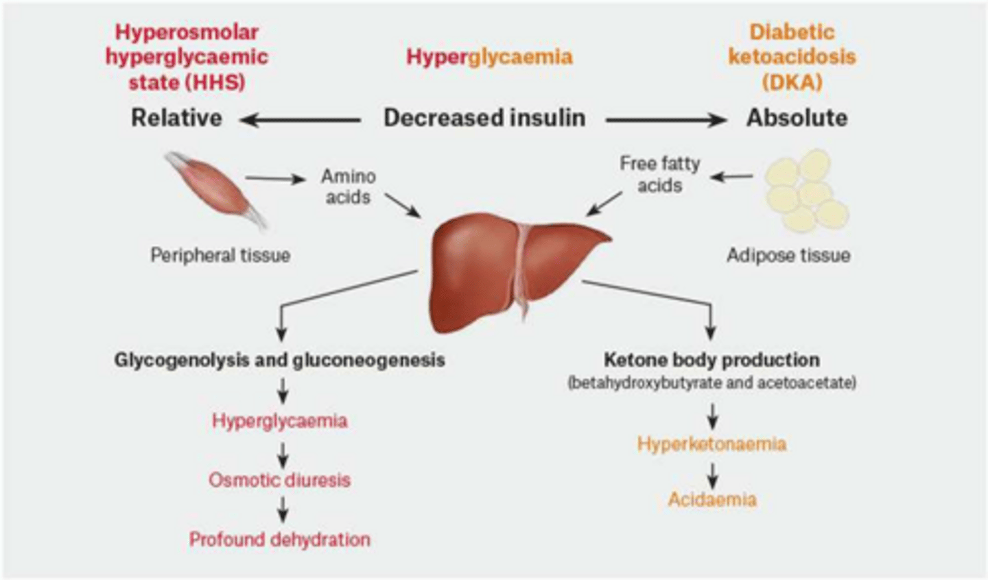 <p>HHS has enough insulin to prevent ketone production; DKA does not.</p>