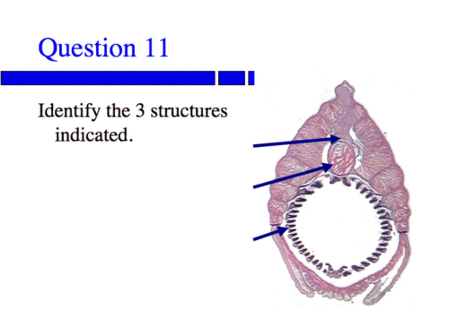 <p>And what is this creature's phylum?</p>