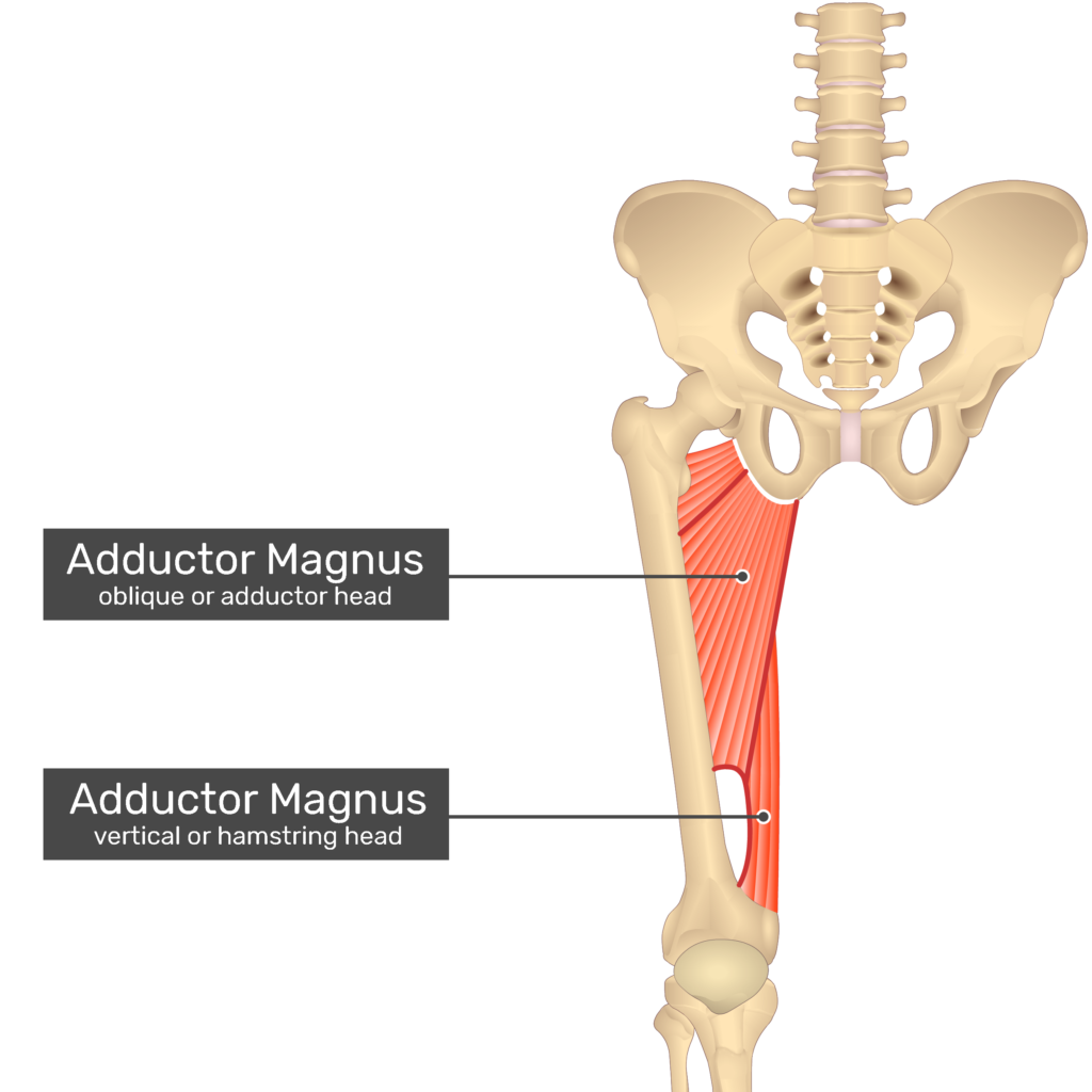 <p><strong>Proximal Attachment:</strong></p><p><span><strong>adductor part:</strong> inferior ramus of pubis, ramus of ischium <br><strong>hamstrings part:</strong> ischial tuberosity</span></p><p><strong>Distal Attachment</strong></p><p><span><strong>adductor part: </strong>gluteal tuberosity, linea aspera, and medial supracondylar line<br><strong>Hamstring part: </strong>adductor tubercle of femur</span></p><p><strong>Peripheral Innervation</strong></p><p><span><strong>Adductor part</strong>: obturator (branches of posterior division)<br><strong>Hamstring part</strong>: tibial division of sciatic nerve</span></p><p><strong>Action</strong></p><p><span>Hip adduction;<br><strong>Adductor part: </strong>Hip flexion<br><strong>Hamstring part: </strong>Hip extension</span></p>