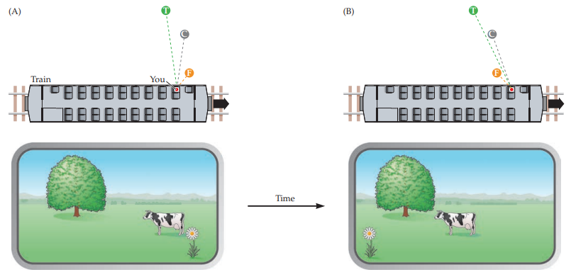 <p>information taken from 2 eyes at the same time is different</p><p>uses stereopsis (two different 2D images on retina create 3D perception)</p>