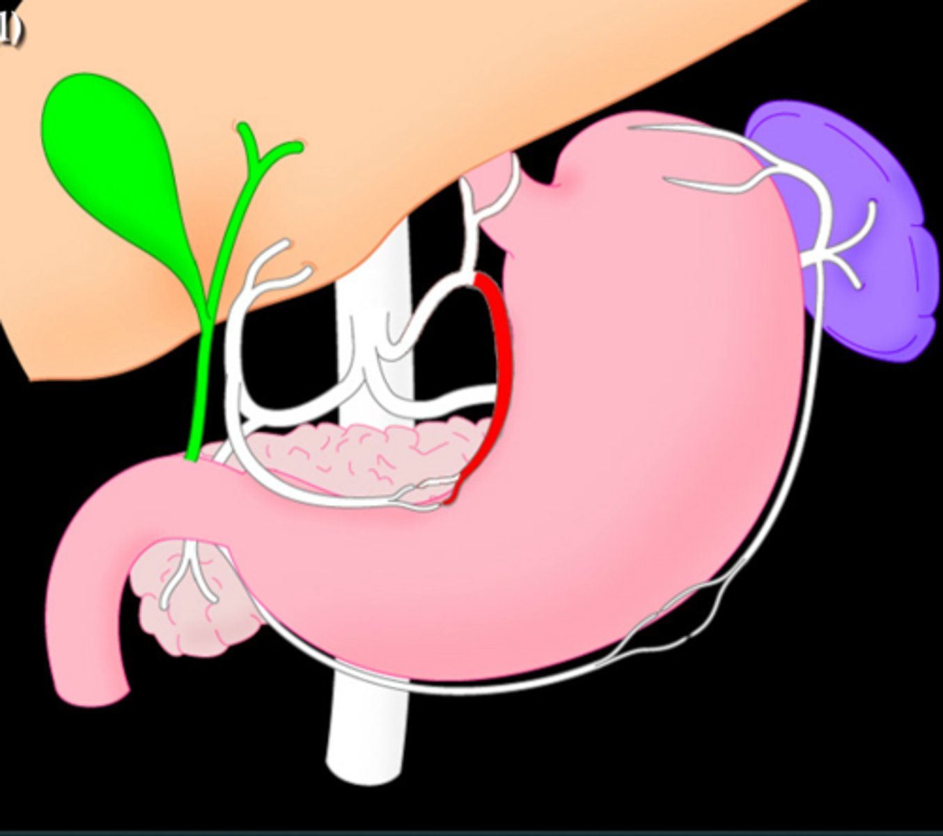 <p>Branch from left gastric artery that goes along the lesser curvature of the stomach</p>