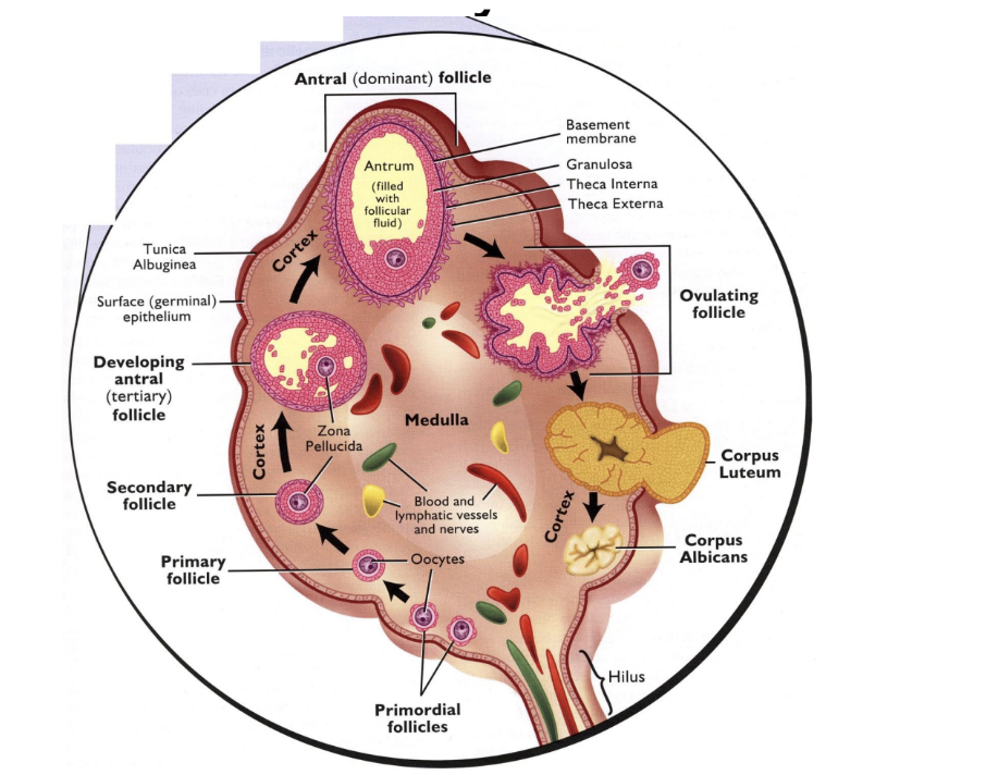 <p>primordial follicle, primary follicle, secondary follicle, tertiary follicle, antral (preovulatory) follicle, corpus luteum, corpus albicans</p>