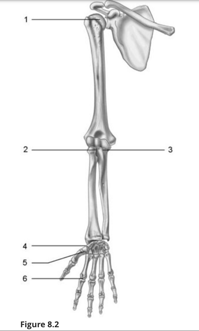 <p><br><span><em>Using Figure 8.2, what type of axial movement does each joint have?</em></span></p>