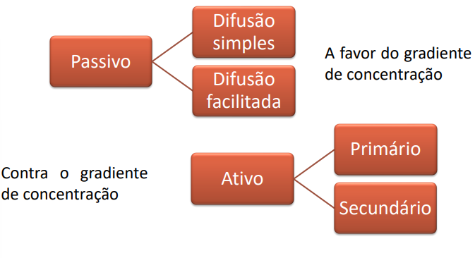 <p>Transporte passivo:</p><p>Transporte simples e facilitado</p><p>Transporte ativo: </p><p>Bombas (utilização de ATP)</p>