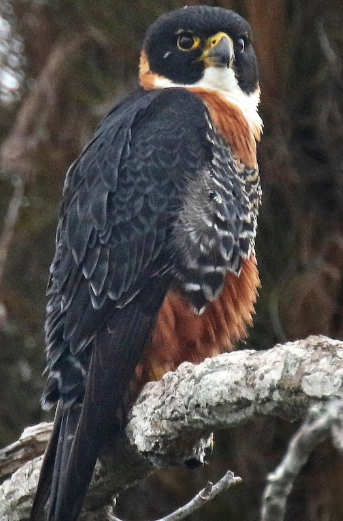 <p>What bird is this?</p>