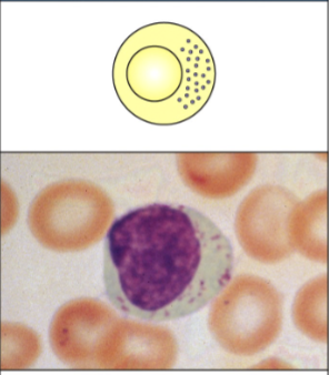 <p>____: releases lytic granules that kill some virus-infected cells </p>