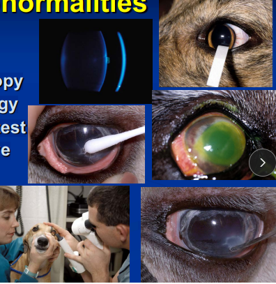<p>Diagnostic tests for corneal <span style="background-color: transparent; font-size: 1.6rem;"><span>abnormalities</span></span></p>
