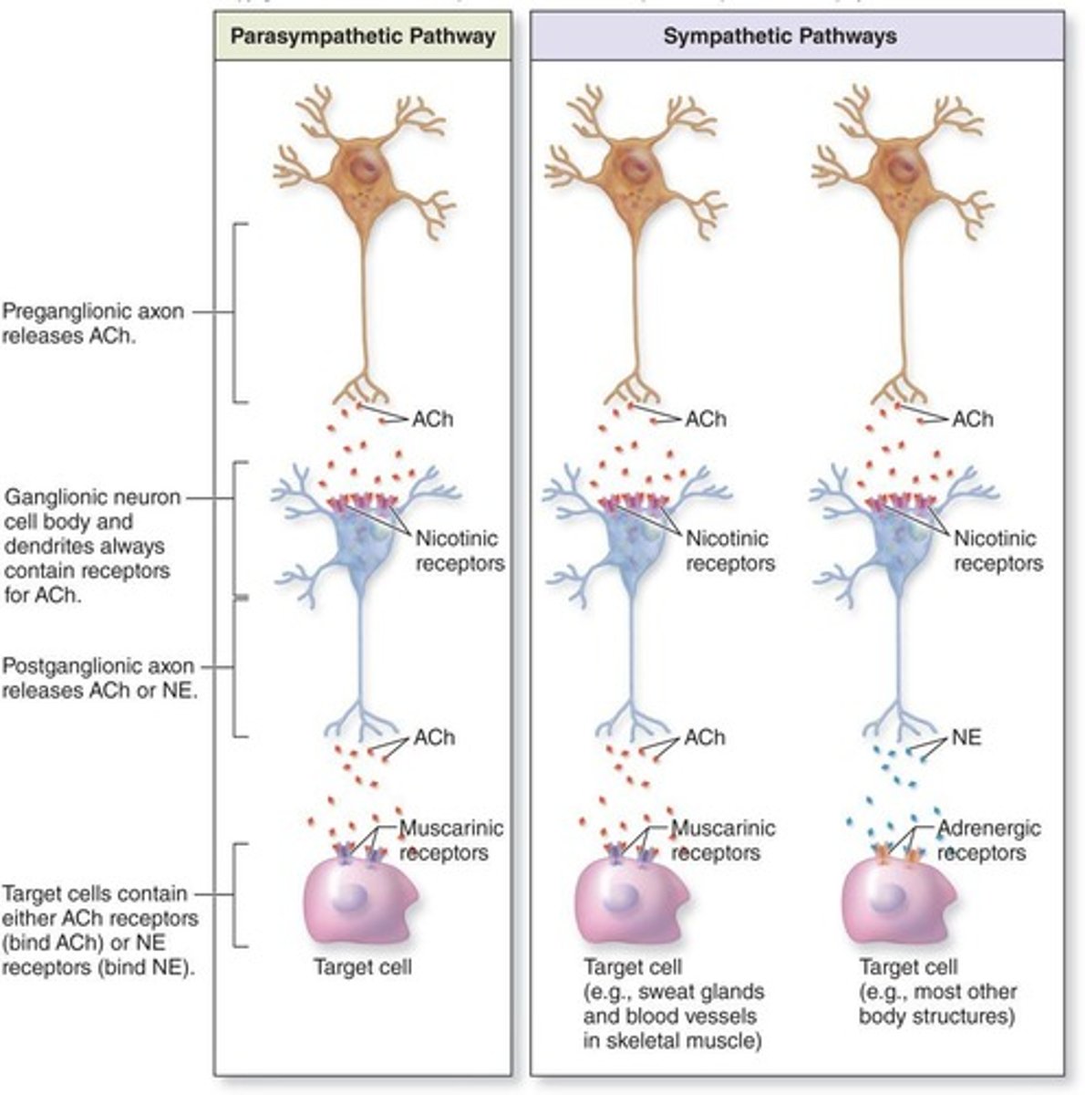 <p>The axon (post-ganglionic fiber) innervates the effector organ.</p>