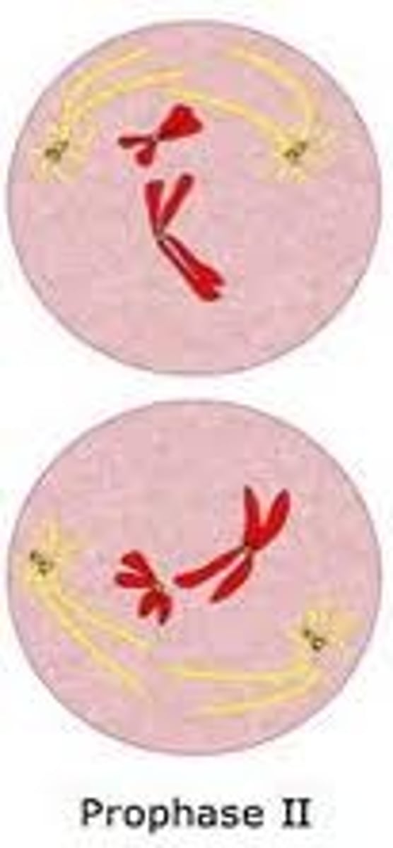 <p>Chromosomes, as sister chromatids, super coil and appear in both haploid cells. The centrioles move towards the poles, producing the spindle fibres microtubules. The chromosomes (sister chromatids attach to the spindle fibres at the centromere.</p>