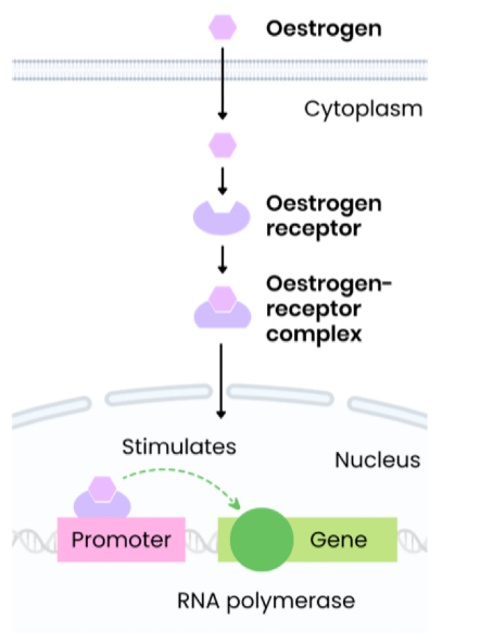 <ol><li><p>Oestrogen is a lipid-soluble steroid hormone so diffuses into cell across the phospholipid bilayer</p></li><li><p>In cytoplasm, oestrogen binds to its receptor, an inactive transcription factor, forming an oestrogen-receptor complex </p></li><li><p>This changes the shape (tertiary structure) of the inactive transcription factor, forming an active transcription factor </p></li><li><p>The complex diffuses from cytoplasm into the nucleus </p></li><li><p>Then binds to a specific DNA base sequence on the promoter region of a target gene</p></li><li><p>Stimulating transcription of target genes forming mRNA by helping RNA polymerase to bind</p></li></ol><p></p>