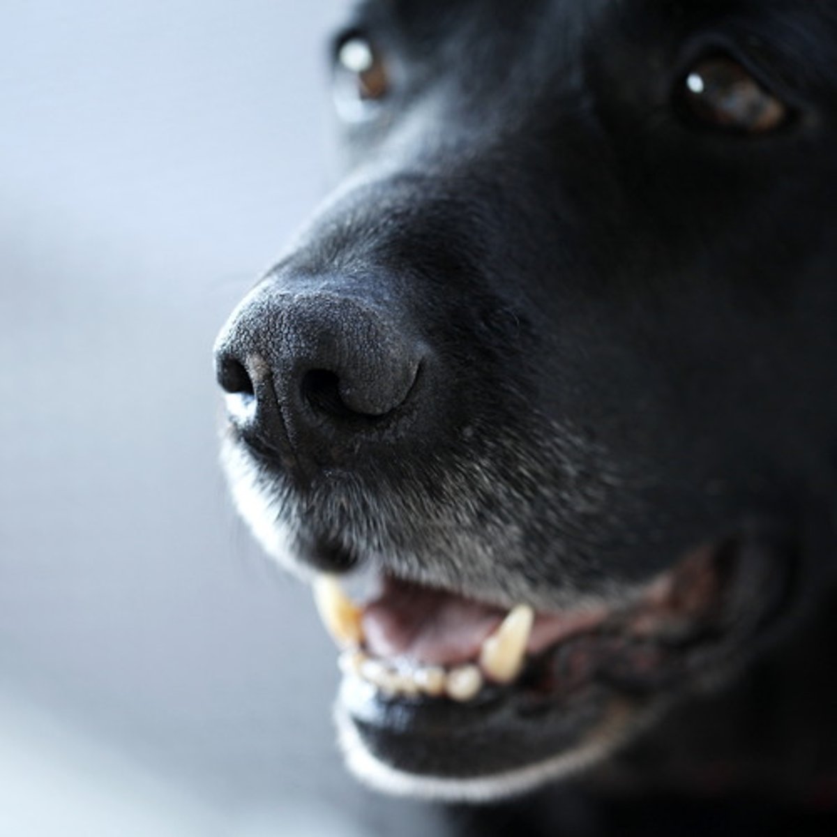 <p>le museau (of bull, lion, BI 44, Littré)</p>