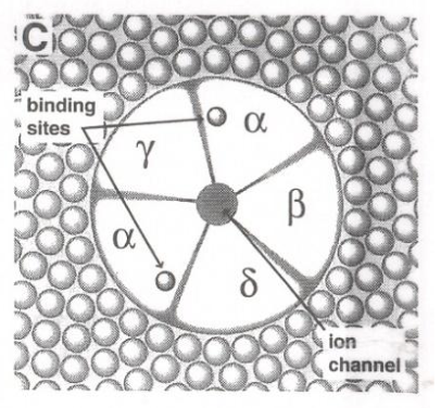 <p>“If I show you this, know where ACh binds”</p>
