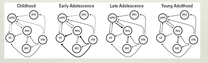 <p>overall, the connections between prefrontal and subcortical areas become stronger.</p><p>go from more subcortical-subcortical connections to cortico-subcortical circuits</p>