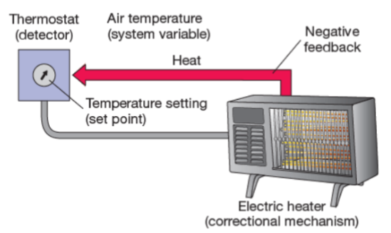 <p>the physiological property that is being controlled by the regulatory mechanism (air temp) </p>