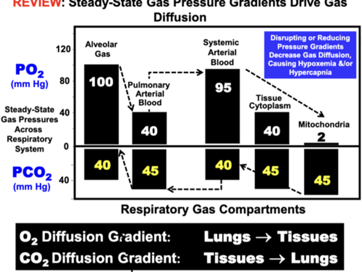 <p>the development and maintenance of Steady-State Gas Pressure Gradients between compartments</p><p>- direction &amp; volume of flow of a particular gas is determined by the steady-state gas pressure difference between compartments</p>