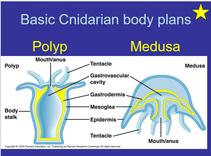 <p>Gastrovascular - primary organ of digestion and circulation</p><p>Gastrodermis - the inner layer of cells that serves as a lining membrane of the gastrovascular cavity</p>