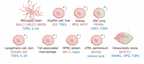 <p>-tissue resident macrophages: fetal development</p><p>-”replacement” macrophages: from monos and local proliferation</p><p>-lung/peritoneal cavity/spleen/liver/bone marrow: alveolar macrophages/peritoneal/splenic/Kupffer cells/erythroblastic island macrophages</p><p>-phagocytosis, bacterial killing, antigen presentation</p>