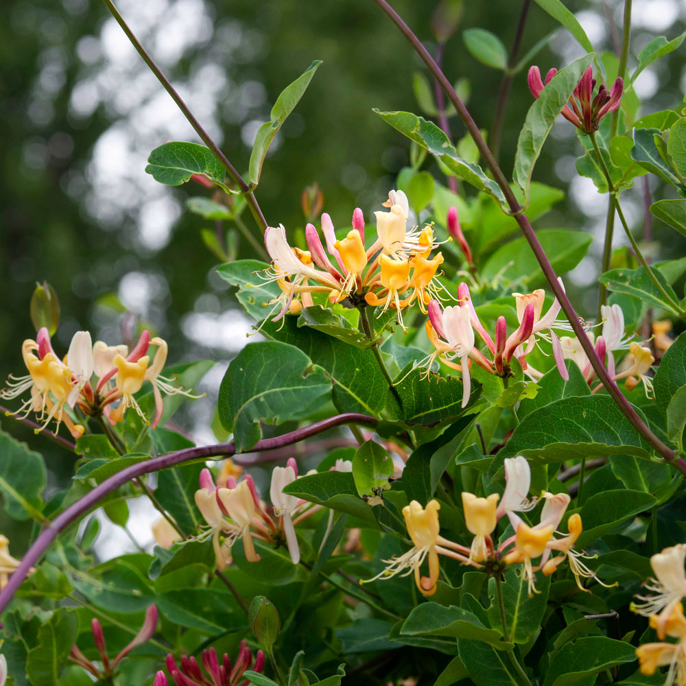 <p>Common honeysuckle - <em>Lonicera periclymenum '</em><strong><u>‘Serotina’</u></strong></p>