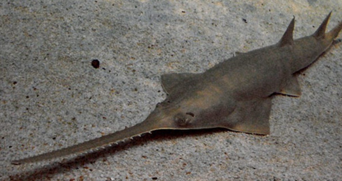<p>guitarfish and sawfish</p><p></p><p>Key Traits:</p><ul><li><p>63 species&nbsp;</p></li><li><p>tropical to temperate estuaries and coasts, intermediate body plan, 2 dorsal fins, heterocercal caudal, eat invertebrates and fish, ovoviviparous&nbsp;</p></li></ul><p></p>