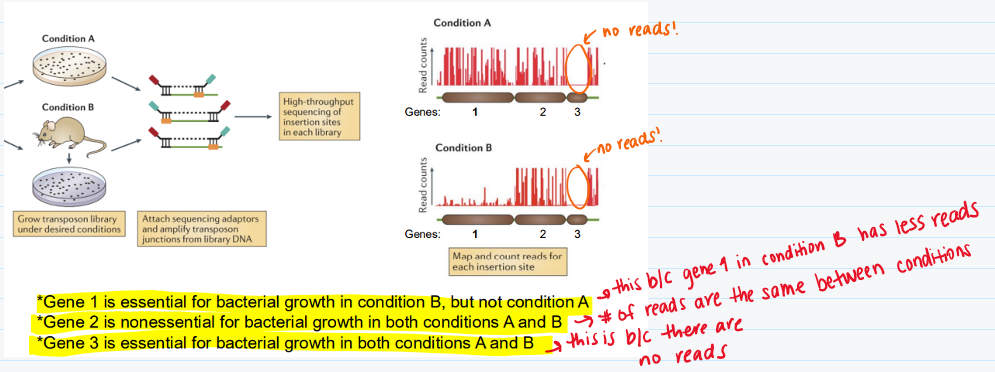 <p>(look at the image)</p>