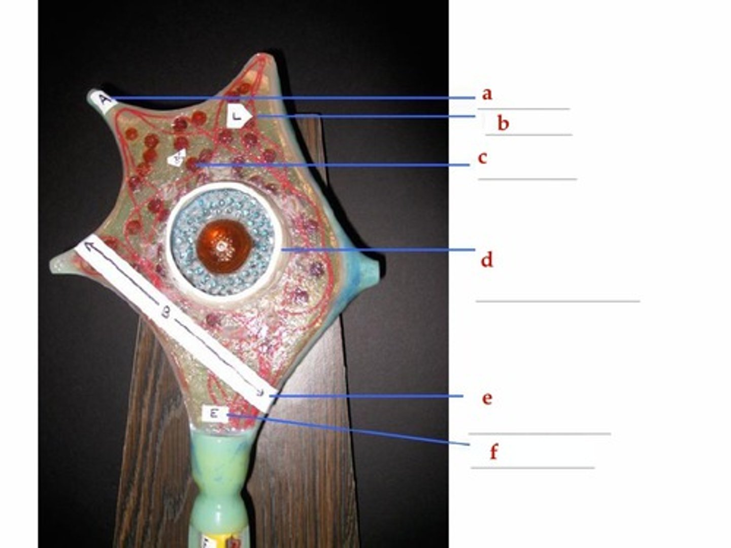 knowt flashcard image