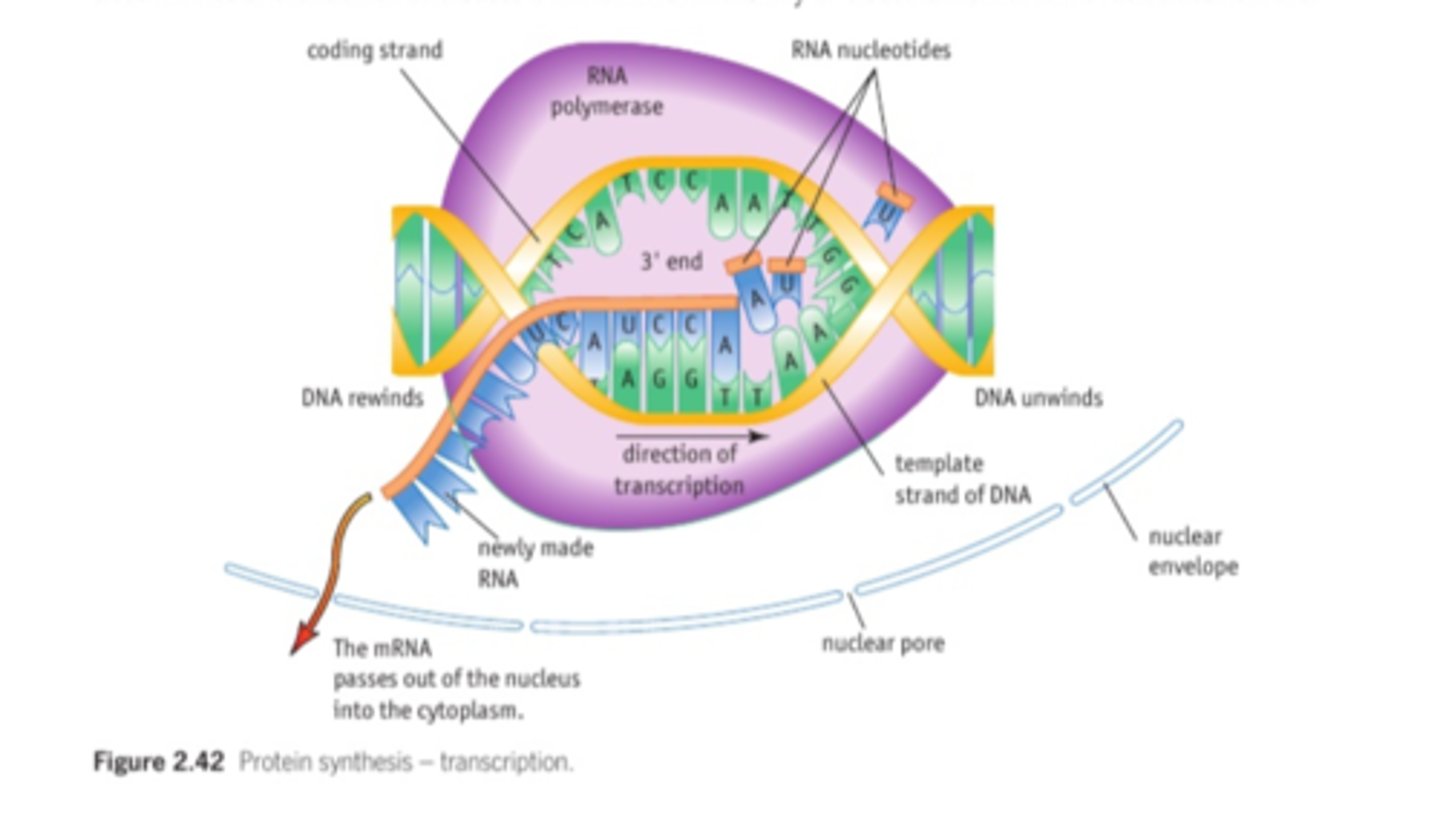 knowt flashcard image