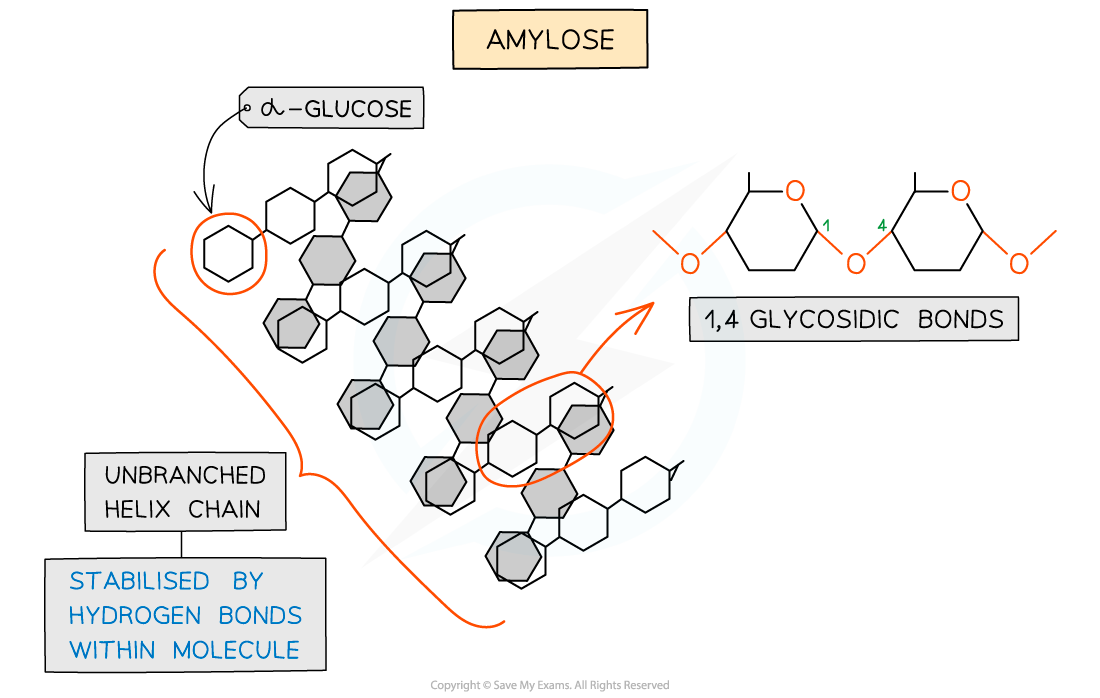 <ul><li><p>Long, unbranched helix chain of alpha-glucose monomers</p></li><li><p>Bonded via 1-4 glycosidic bonds</p></li><li><p>The angle of these bonds give it a coiled shape, making it compact &amp; therefore very good for storage</p></li><li><p>20% of Starch</p></li></ul><p></p>